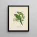 Platycercus auriceps Platycercus Neuseeland - John Gerrard Keulemans — gerahmtes Bild an der Wand