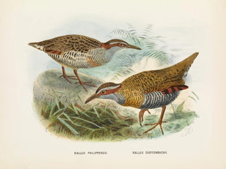John Gerrard Keulemans - Rallus philipensis and Rallus dieffenbachii.webp