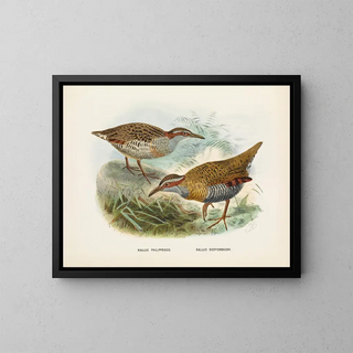 John Gerrard Keulemans - Rallus philipensis and Rallus dieffenbachii.webp