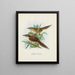 Spenoeacus punctatus und Spenoeacus rufescens - John Gerrard Keulemans — gerahmtes Bild an der Wand