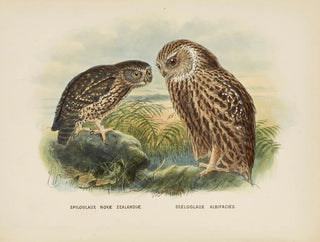 John Gerrard Keulemans - Spiloglaux Novae Zealandiae and Sceloglaux albifacies.webp