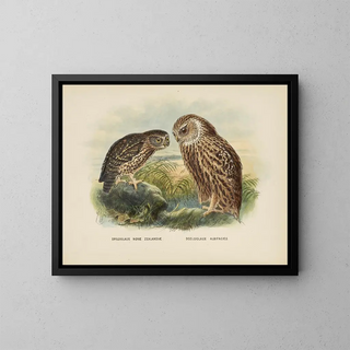 John Gerrard Keulemans - Spiloglaux Novae Zealandiae and Sceloglaux albifacies.webp