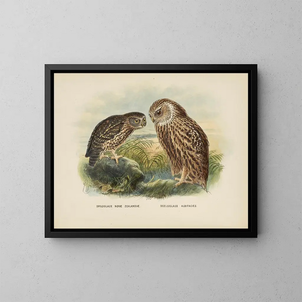Spiloglaux aus Neuseeland und Sceloglaux mit weißem Gesicht - John Gerrard Keulemans — gerahmtes Bild an der Wand