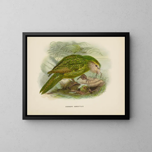 Stringops habroptilus - John Gerrard Keulemans — gerahmtes Bild an der Wand