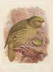 Le Kakapo ou perroquet hibou Stringops habroptilus - John Gerrard Keulemans — Ansicht des Kunstwerks