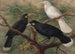 Drei Huia Heteralocha acutirostris - John Gerrard Keulemans — Ansicht des Kunstwerks