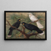 Drei Huia Heteralocha acutirostris - John Gerrard Keulemans — gerahmtes Bild an der Wand