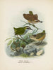 Xenicus longipes männlich und weiblich und Xenicus gilviventris männlich und weiblich - John Gerrard Keulemans — Ansicht des Kunstwerks