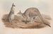Eine Monographie der Macropodidae oder Familie der Kängurus Pl01 - John Gould — Ansicht des Kunstwerks