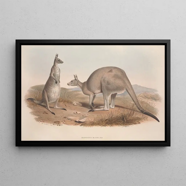 Eine Monographie der Macropodidae oder Familie der Kängurus Pl01 - John Gould — gerahmtes Bild an der Wand