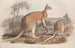 Eine Monographie der Macropodidae oder Familie der Kängurus Pl02 - John Gould — Ansicht des Kunstwerks