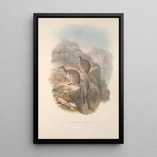 John Gould - A monograph of the Macropodidae or family of kangaroos Pl06.webp