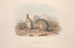 Eine Monographie der Macropodidae oder Familie der Kängurus Pl11 - John Gould — Ansicht des Kunstwerks