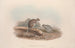 Eine Monographie der Macropodidae oder Familie der Kängurus Pl12 - John Gould — Ansicht des Kunstwerks