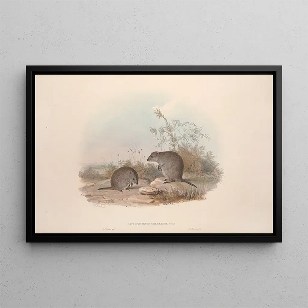 John Gould - A monograph of the Macropodidae or family of kangaroos Pl15.webp