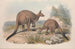 Eine Monographie der Macropodidae oder Familie der Kängurus Pl16 - John Gould — Ansicht des Kunstwerks