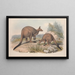 Eine Monographie der Macropodidae oder Familie der Kängurus Pl16 - John Gould — gerahmtes Bild an der Wand