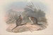 Monographie der Macropodidae oder Familie der Kängurus Pl21 - John Gould — Ansicht des Kunstwerks