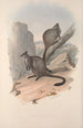 Eine Monographie der Macropodidae oder Familie der Kängurus Pl23 - John Gould — Ansicht des Kunstwerks