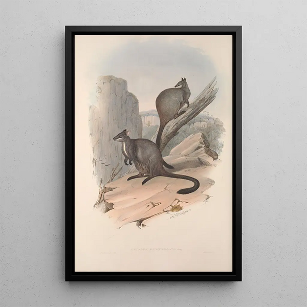 John Gould - A monograph of the Macropodidae or family of kangaroos Pl23.webp