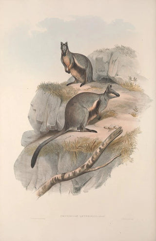John Gould - A monograph of the Macropodidae or family of kangaroos Pl24.webp