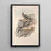 Eine Monographie der Macropodidae oder Familie der Kängurus Pl24 - John Gould — gerahmtes Bild an der Wand