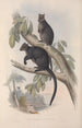 Eine Monographie der Macropodidae oder Familie der Kängurus Pl26 - John Gould — Ansicht des Kunstwerks