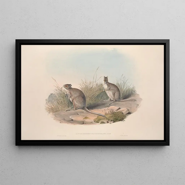 Eine Monographie der Macropodidae oder Familie der Kängurus Pl28 - John Gould — gerahmtes Bild an der Wand