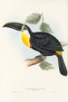 Eine Monographie der Ramphastidae oder Familie der Tukanvögel Pl05 - John Gould — Ansicht des Kunstwerks