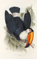 Eine Monographie der Ramphastidae oder Familie der Tukanen Pl06 - John Gould — Ansicht des Kunstwerks