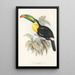Eine Monographie der Ramphastidae oder Familie der Tukanen Pl07 - John Gould — gerahmtes Bild an der Wand