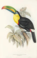 Eine Monographie der Ramphastidae oder Familie der Tukanen Pl07 - John Gould — Ansicht des Kunstwerks