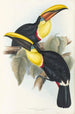Eine Monographie der Ramphastidae oder Familie der Tukanen Pl08 - John Gould — Ansicht des Kunstwerks