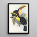 Eine Monographie der Ramphastidae oder Familie der Tukanen Pl08 - John Gould — gerahmtes Bild an der Wand