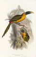 Eine Monographie der Ramphastidae oder Familie der Tukanvögel Pl28 - John Gould — Ansicht des Kunstwerks
