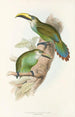 Eine Monographie der Ramphastidae oder Familie der Tukanen Pl29 - John Gould — Ansicht des Kunstwerks