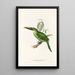Eine Monographie der Ramphastidae oder Familie der Tukanvögel Pl30 - John Gould — gerahmtes Bild an der Wand