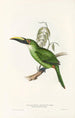 Eine Monographie der Ramphastidae oder Familie der Tukanvögel Pl30 - John Gould — Ansicht des Kunstwerks