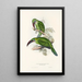 Eine Monographie der Ramphastidae oder Familie der Tukanvögel Pl31 - John Gould — gerahmtes Bild an der Wand
