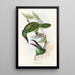 Eine Monographie der Ramphastidae oder Familie der Tukanvögel Pl32 - John Gould — gerahmtes Bild an der Wand