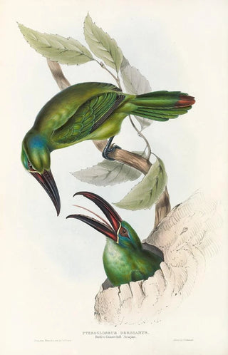John Gould - A monograph of the Ramphastidae or family of toucans Pl32.webp