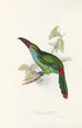 Eine Monographie der Ramphastidae oder Familie der Tukanen Pl33 - John Gould — Ansicht des Kunstwerks