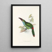 Eine Monographie der Ramphastidae oder Familie der Tukanen Pl33 - John Gould — gerahmtes Bild an der Wand