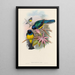 Eine Monographie der Trogonidae oder Familie der Trogone Pl08 - John Gould — gerahmtes Bild an der Wand
