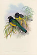 Eine Monographie der Trogonidae oder Familie der Trogone Pl09 - John Gould — Ansicht des Kunstwerks