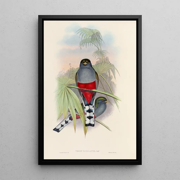 John Gould - A monograph of the Trogonidae or family of trogons Pl10.webp