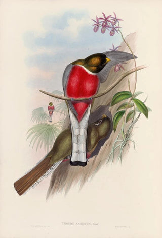 John Gould - A monograph of the Trogonidae or family of trogons Pl11.webp