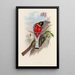 Eine Monographie der Trogonidae oder Familie der Trogone Pl11 - John Gould — gerahmtes Bild an der Wand