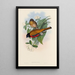 Eine Monographie der Trogonidae oder Familie der Trogons Pl13 - John Gould — gerahmtes Bild an der Wand