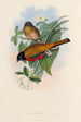 Eine Monographie der Trogonidae oder Familie der Trogons Pl13 - John Gould — Ansicht des Kunstwerks